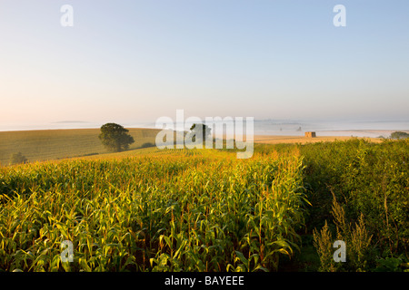 De plus en plus de terrain agricole en milieu rural Mid Devon Angleterre septembre 2008 Banque D'Images