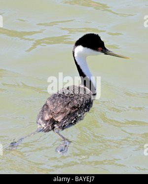Un gris occidental (Aechmophorus occidentalis) glisse sur l'eau, montrant son plumage noir et blanc saisissant, ses yeux rouges et ses pieds lobés étendus derrière Banque D'Images