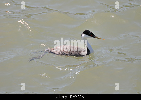 Un Grebe de l'Ouest (Aechmophorus occidentalis) nageant gracieusement sur une eau calme, mettant en valeur son plumage noir et blanc élégant et ses yeux rouges vifs. Banque D'Images