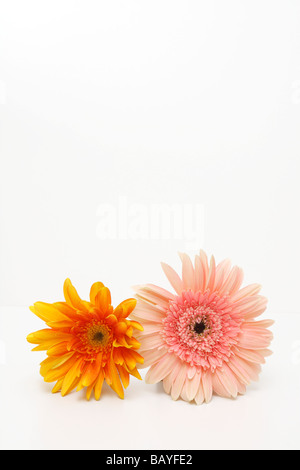 Rose et orange gerbera couleur isolé pétales / dentelle sur fond blanc, Close up. Mai, 2009 Banque D'Images