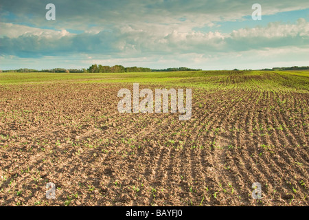 Des nuages de pluie et champ labouré au début de l'été, Alberta, Canada Banque D'Images