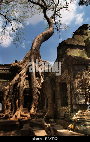 Un géant strangler fig drape ses racines sur l'éboulement ruines antiques de Ta Prohm, Province de Siem Reap, Royaume du Cambodge. Banque D'Images