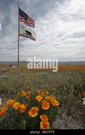 Antelope Valley California Poppy Réserver Banque D'Images