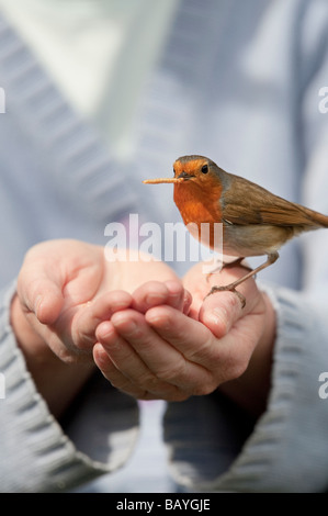 Erithacus rubecula aux abords. Robin se nourrit de vers de farine sur main de femme Banque D'Images