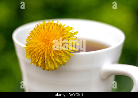 L'infusion de pissenlit (Taraxacum officinale) Banque D'Images