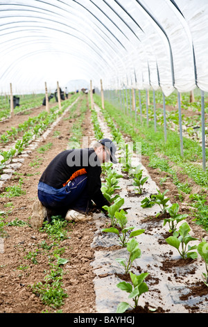 Les aubergines de la plantation d'une culture commerciale Il s'agit d'une production à grande échelle de plantes 15000 planté en grand Polytunnels Banque D'Images