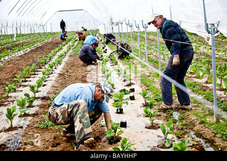 Les aubergines de la plantation d'une culture commerciale Il s'agit d'une production à grande échelle de plantes 15000 planté en grand Polytunnels Banque D'Images