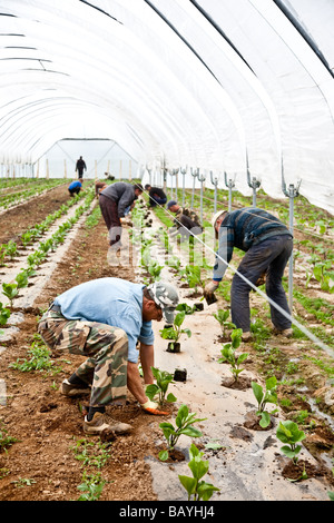 Les aubergines de la plantation d'une culture commerciale Il s'agit d'une production à grande échelle de plantes 15000 planté en grand Polytunnels Banque D'Images