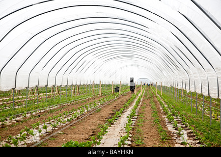 Les aubergines de la plantation d'une culture commerciale Il s'agit d'une production à grande échelle de plantes 15000 planté en grand Polytunnels Banque D'Images