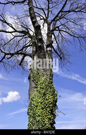 De plus en plus rampante de lierre sur un Beech Tree Chiemsee Fraueninsel Chiemgau Bavaria Allemagne Banque D'Images