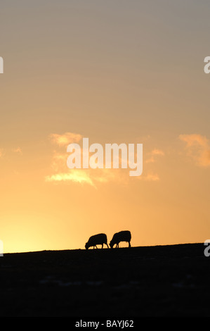 Les moutons silhouetté contre un glorieux coucher du soleil orange dans le Lake District Banque D'Images