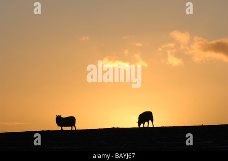 Les moutons silhouetté contre un glorieux coucher du soleil orange dans le Lake District Banque D'Images