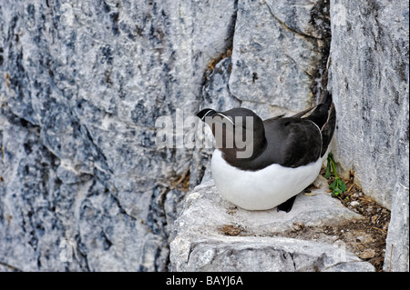 Petit pingouin (Alca torda) sur le rebord de la falaise côtière Banque D'Images