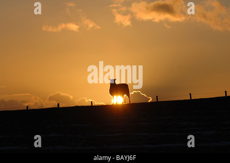 Les moutons silhouetté contre un glorieux coucher du soleil orange dans le Lake District Banque D'Images