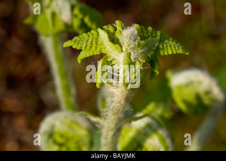 Close-up image of interrompue de fern frondes d'ouverture Banque D'Images