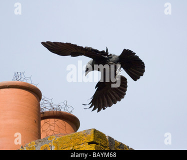 Corvus monedula choucas la nidification des pots de cheminée Surrey UK Banque D'Images