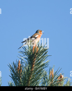 Chaffinch Fringilla coelebs mâle Banque D'Images
