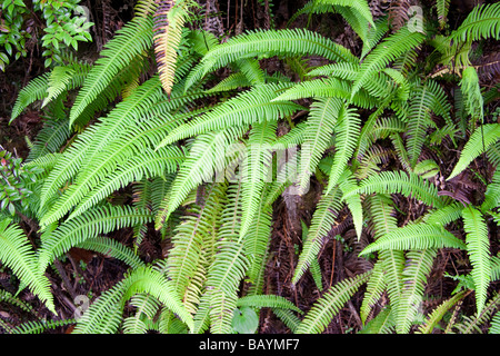 Fougères en forêt tropicale - Zone humide du parc national Pacific Rim, l'île de Vancouver, Colombie-Britannique, Canada Banque D'Images