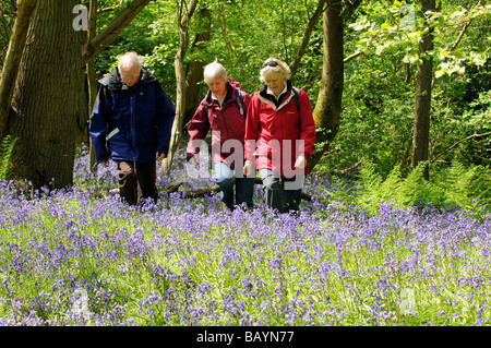 Les Randonneurs marchant à travers un bois bluebell raide dans le sud de l'Angleterre Hampshire UK au printemps Banque D'Images