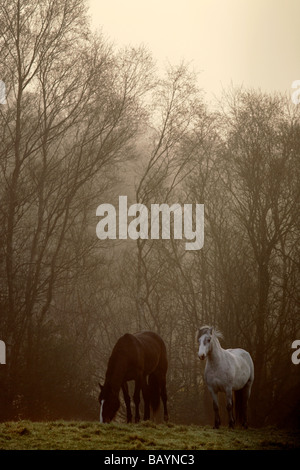 Cheval poney marron et blanc pâturage in Early Morning Light County Mayo Irlande Banque D'Images