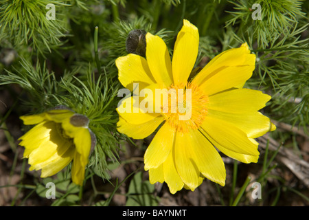 Pheasant's Eye (Adonis vernalis) Banque D'Images