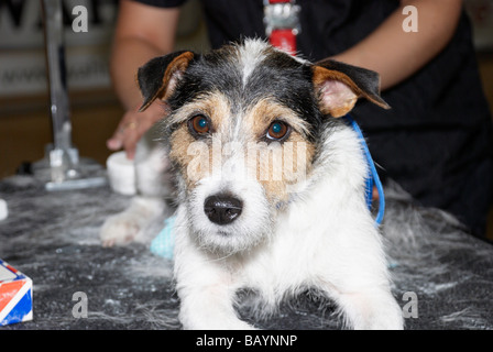 Le Premier ministre Groom toilettage de chiens à la concurrence en MyPetStop Tingley (près de Leeds / Wakefield). Banque D'Images