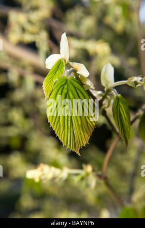 Corylopsis spicata Hazel (hiver) Banque D'Images