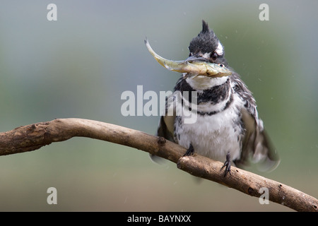 Pied Kingfisher Ceryle rudis,, avec des poissons, Afrique du Sud Banque D'Images