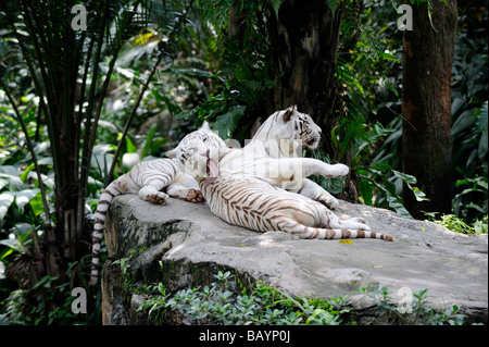 Paire de tigres du Bengale blanc rare [Panthera tigris tigris]. Zoo de Singapour, Singapour Banque D'Images
