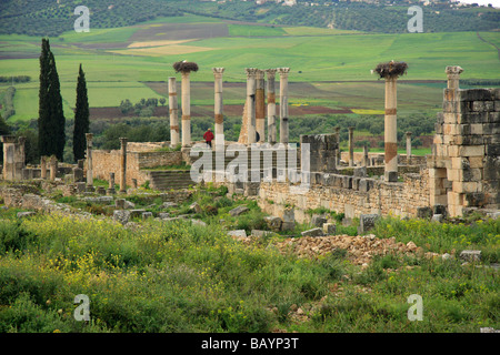 Avis de Volubilis ; une ruine romaine sur une longue, haut plateau juste au nord de Meknès au Maroc, l'Afrique du Nord - printemps Banque D'Images