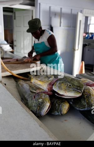 Le mahi-mahi (en hawaiien)[1] (Coryphaena hippurus) également connu sous le nom de coryphène ou dorado, frais et prêts pour filletting Banque D'Images