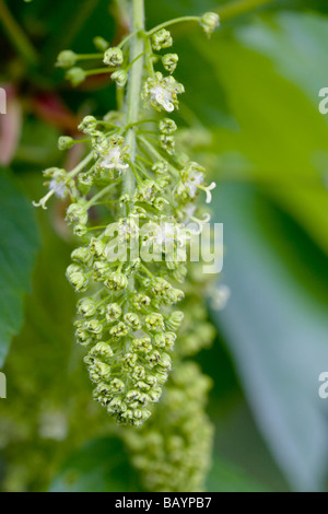 Fleurs Acer pseudoplatanus Sycamore Banque D'Images