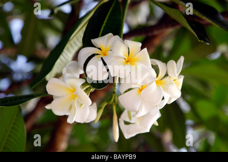 Plumeria (frangipanier) Nom commun ; syn. Himatanthus Willd. ex Roem. & Schult.) est un genre de 8 espèces indigènes de tropiques Banque D'Images