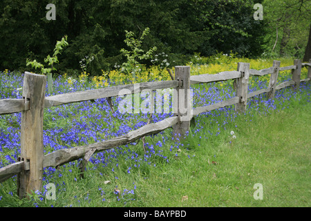 Bluebells de plus en plus la zone boisée de Kew Gardens Banque D'Images