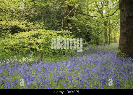Bluebells de plus en plus la zone boisée de Kew Gardens, Londres Banque D'Images