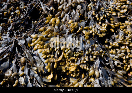 Des algues sur la plage de Rhosneigr, Anglesey, Pays de Galles Banque D'Images