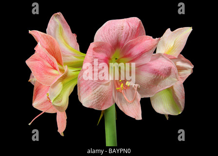 Amaryllis Amaryllis schwarz auf sur noir 17 Banque D'Images