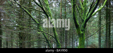 Les arbres feuillus couverts de mousses poussant dans un boîtier de pins du Parc National de Dartmoor Devon, Angleterre Janvier 2009 Banque D'Images