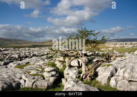 Vue d'Ingleborough, une montagne dans le Yorkshire Dales National Park, North Yorkshire, UK Banque D'Images