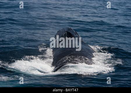 Baleine à bosse Megaptera novaeanglia Buckelwal surfacing Banques Baja California Mexique Gorda Banque D'Images