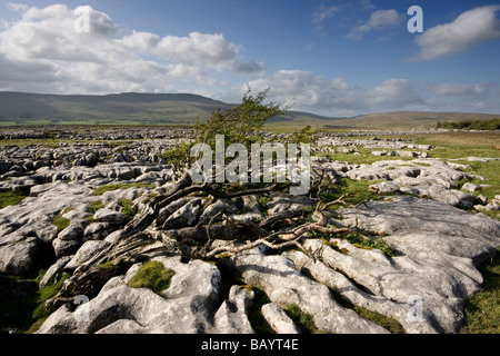 Une vue de lapiez sur Ingleborough dans le Yorkshire Dales National Park, North Yorkshire, UK Banque D'Images