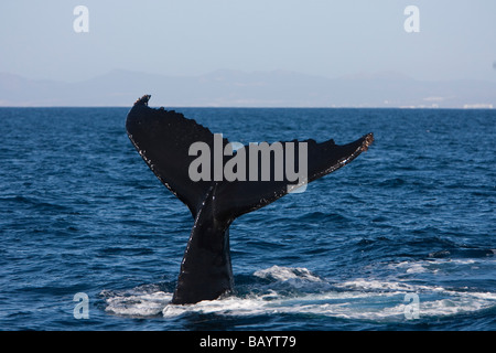 Baleine à bosse Megaptera novaeanglia métier Buckelwal-tailing Banques Gorda Baja California au Mexique Banque D'Images