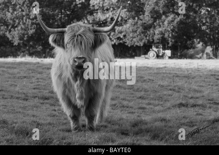 Vache Highland curieux brun en B&W Banque D'Images