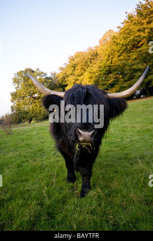 Vache Highland curieux noir Banque D'Images