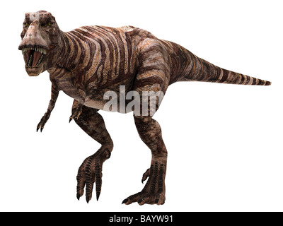 Tyrannosaurus rex (qui signifie "lézard tyran roi') T-Rex vivait dans l'ouest de l'Amérique du Nord 68 à 65 millions d'années Banque D'Images