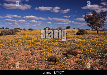 Fleurs sauvages dans les sables du désert, le Centre de l'Australie Banque D'Images