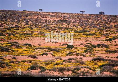 Fleurs sauvages dans les sables du désert, le Centre de l'Australie Banque D'Images