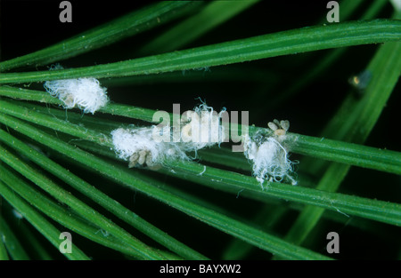 Adelgids mélèze Adelges laricis masses cireuses sur les aiguilles de mélèze Banque D'Images