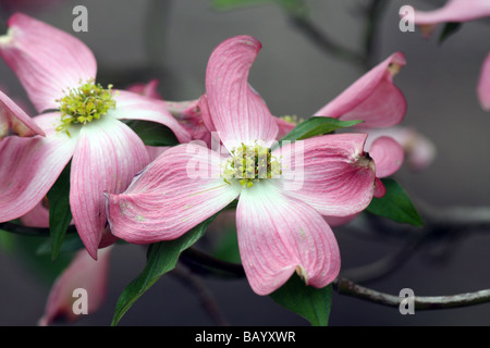 Une floraison rose cornouiller Cornus florida rubra. Banque D'Images