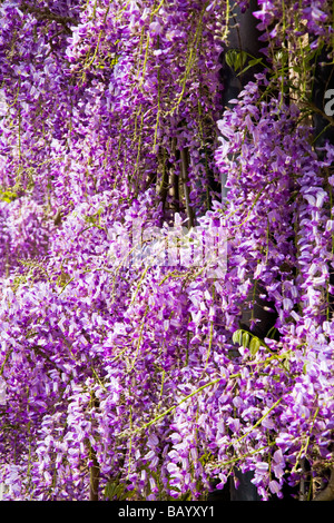 Close up de floraison pourpre wisteria sinensis chinois Banque D'Images